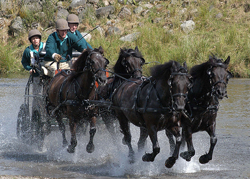 The Duke of Edinburgh himself competed in 2025, the second Pony Driving World Championships, Catton, England with his team of Fell Ponies.