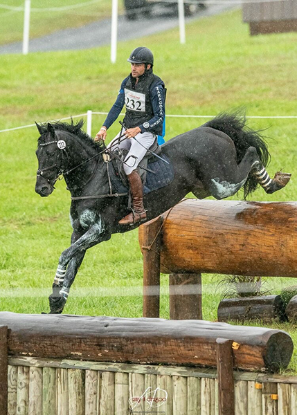 Lot 73 - Sandro's Star (Sagnol x Nostalgia’s Star xx x Envoy xx) Zaragoza Acres LLC