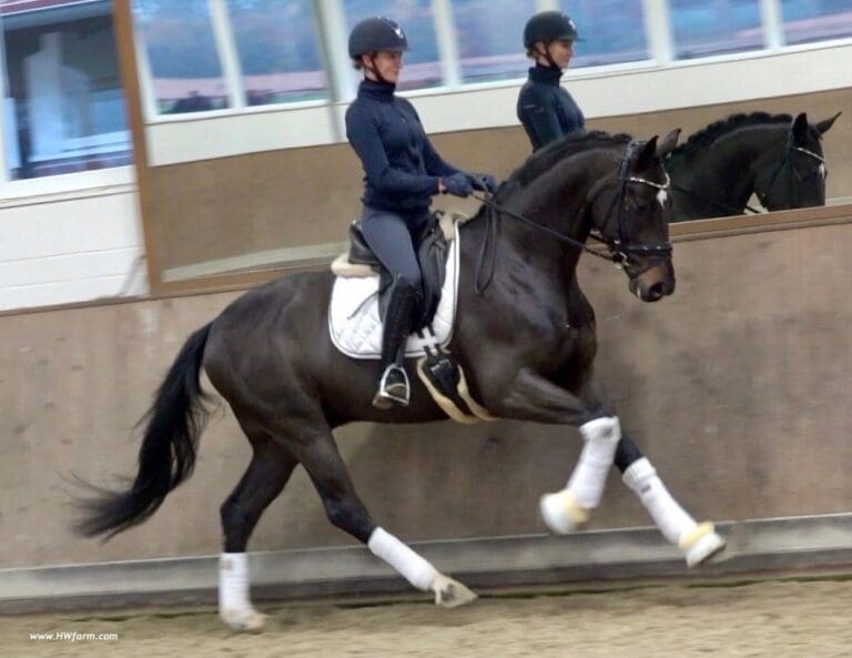 Secret Affair Canter HM21 Dec 768x593