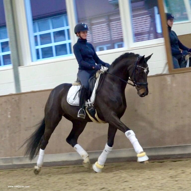 Secret Affair Main Trot HM21 Dec 768x768