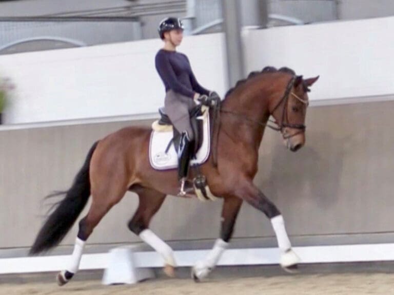 Vitano HW Trot Main HM22 May 2 768x576