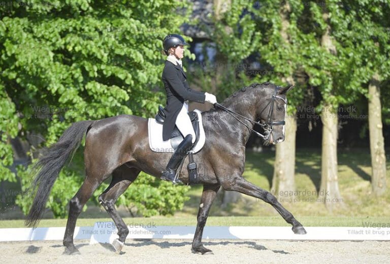 Kamars Nigt Crawl Trot Main HM22 June 768x521