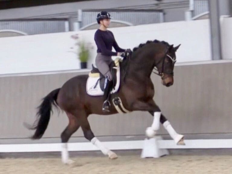 Valentin HW Canter HM22 May 2 768x576