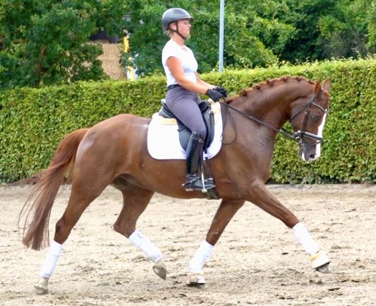 2 lirtini HW Trot New HM22 768x624