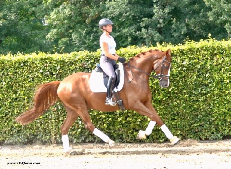 Flirtini HW Canter New HM22 768x562