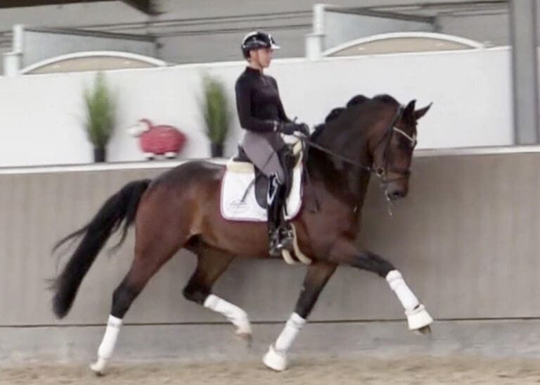 Main Bestseller HW Trot Msin HM22 July 768x547