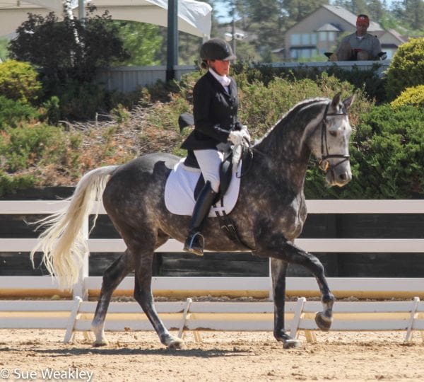 Photo:  Petra Warlimont and Lorenzo in the Markel USEF/ Young Horse 5-Year-Old Qualifier (Photo Credit: Sue Weakley)
