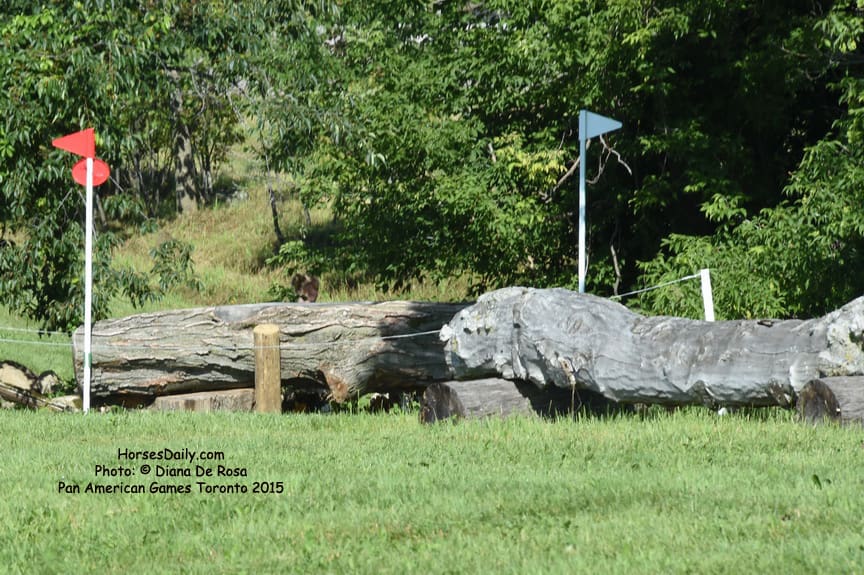 24-maple-tree-pag-xc-7-18-15-5254-dderosaphoto