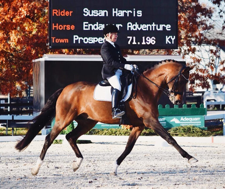 Endavour Adventure Trot Show Main HM22 July 768x646