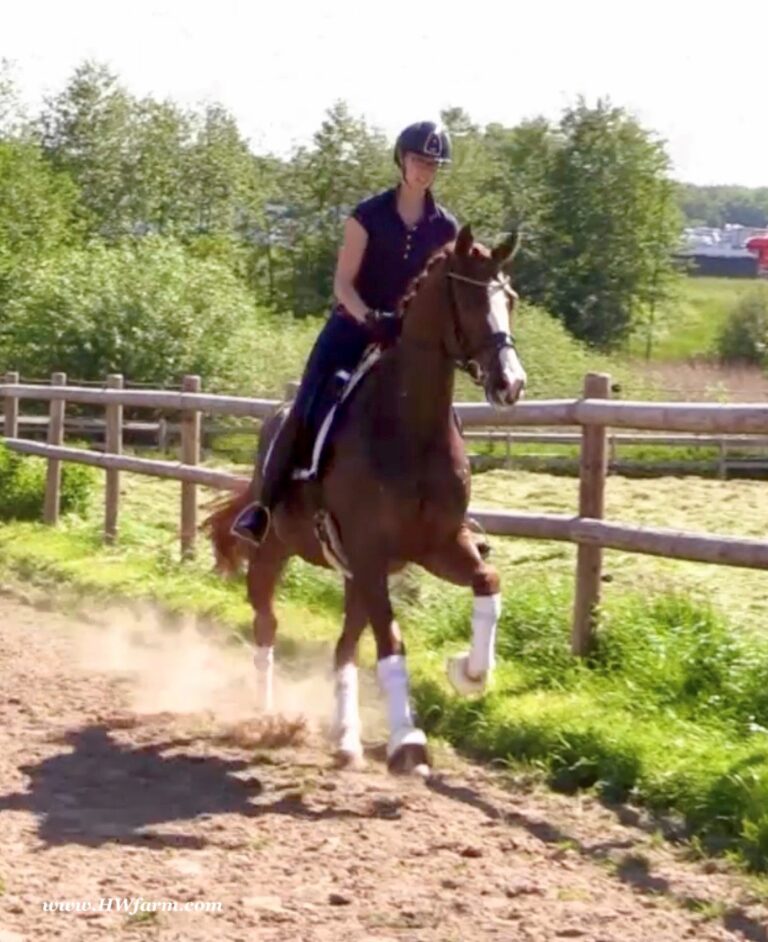 Flirtini HW Canter Outside HM21 June 768x942