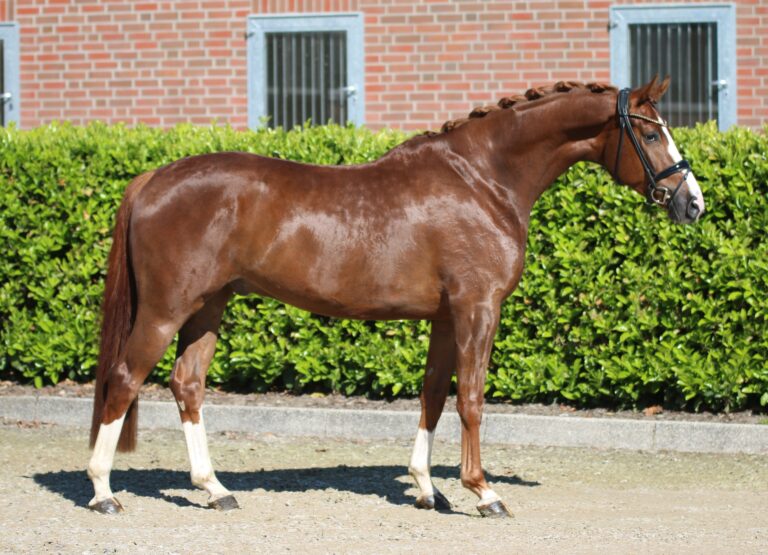 Flirtini HW Conformation HM21 June 768x555