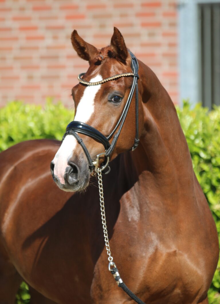 Flirtini HW Head HM21 June 768x1063