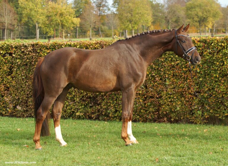 FrontMan HW Conformation HM22 September 768x559