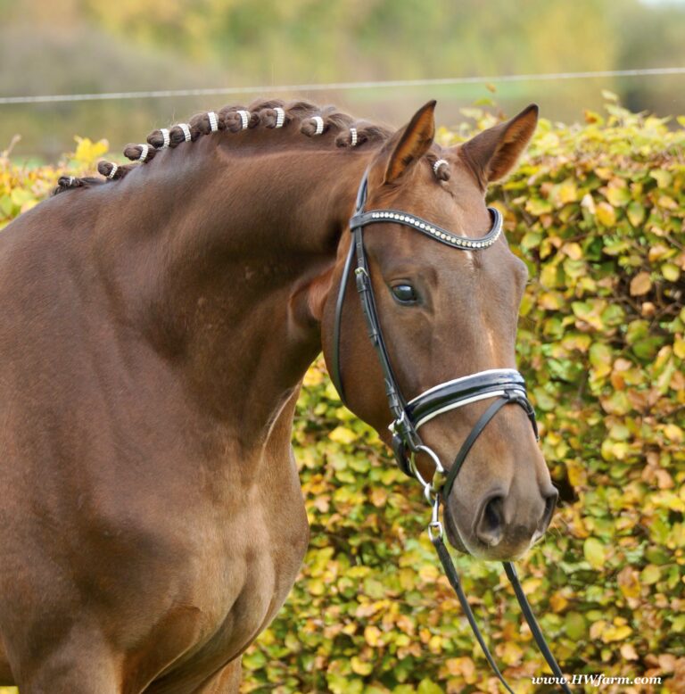 FrontMan HW Head HM22 September 768x778