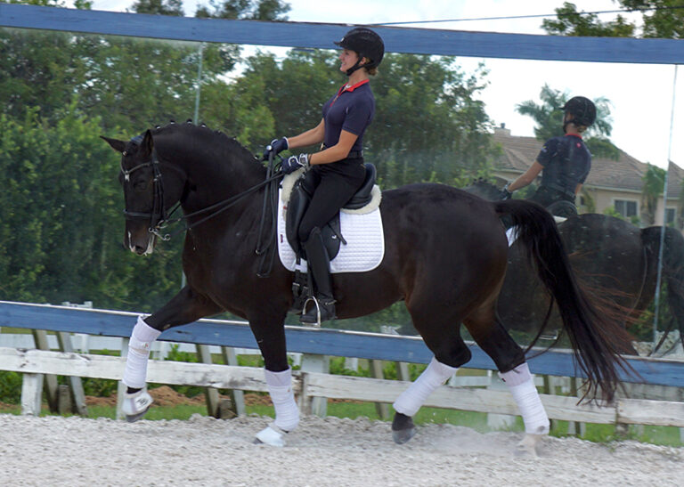 Gai Jin Trot HM22 Jan 0 768x547
