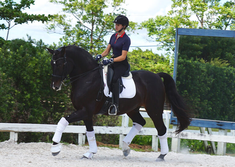 Gai Jin Trot4 HM22 Jan 768x547