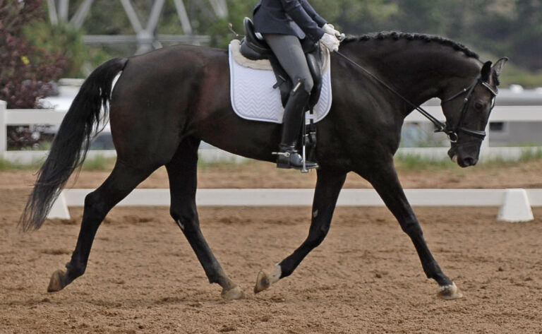 Kozette Stretch HM22 August 768x473