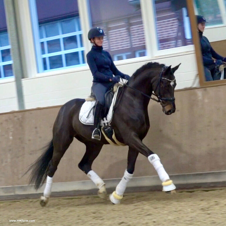 Secret Affair Main Trot HM21 Dec 0 768x768