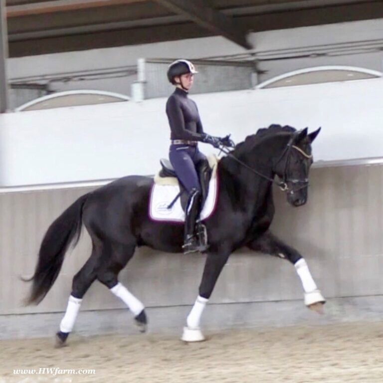 Secret Desire HW Trot Main HM22 Nov 768x768