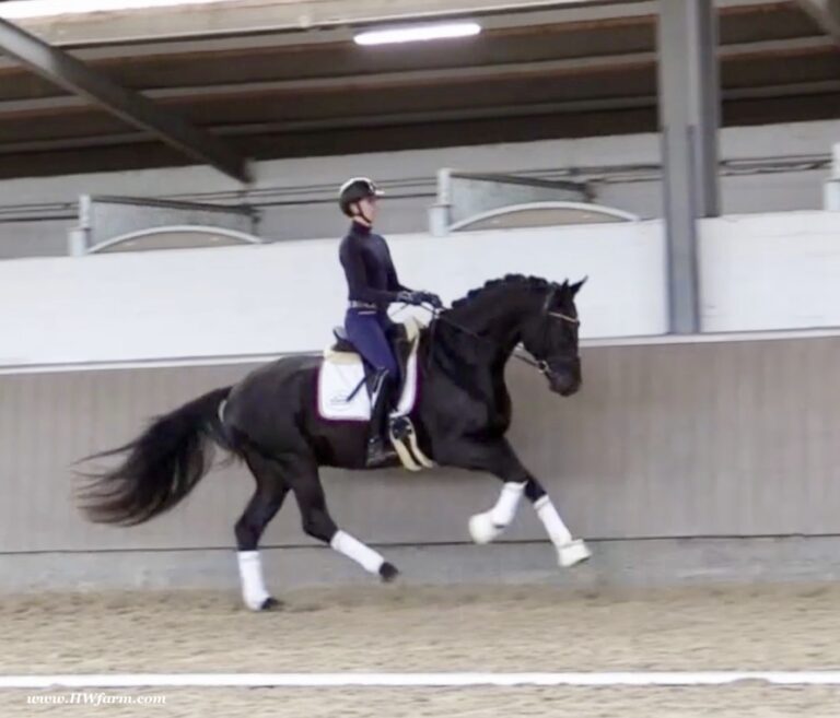 Secret Desire HW canter5 768x657