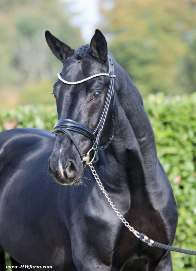 Secret Desire HW head 768x1063