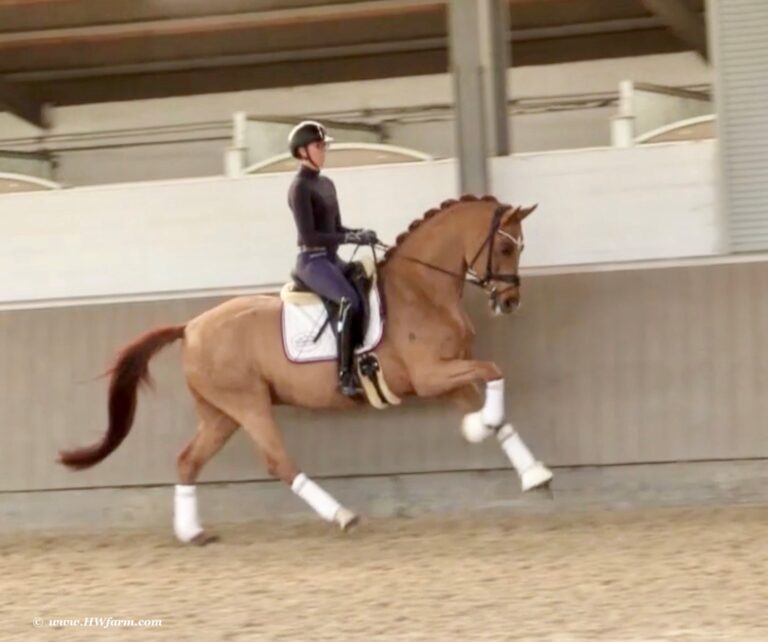 Synergy HW canter new2 768x642