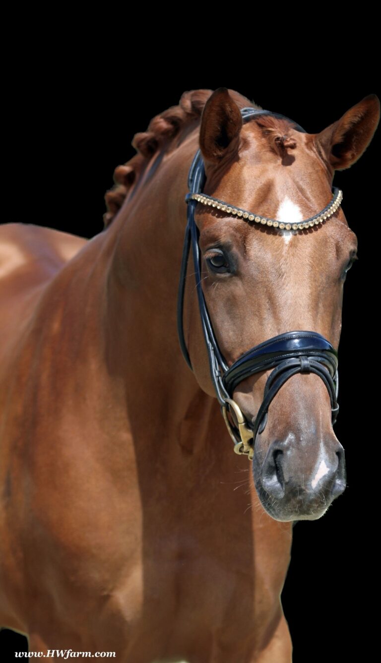 Synergy Head2 HM22 October 768x1337