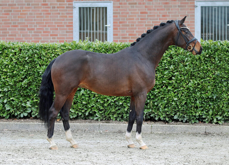 Valentin HW Conformation HM22 May 2 768x555