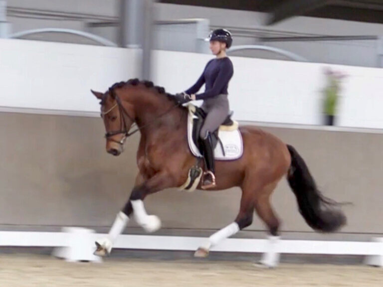 Vitano HW Canter HM22 May 2 0 768x576