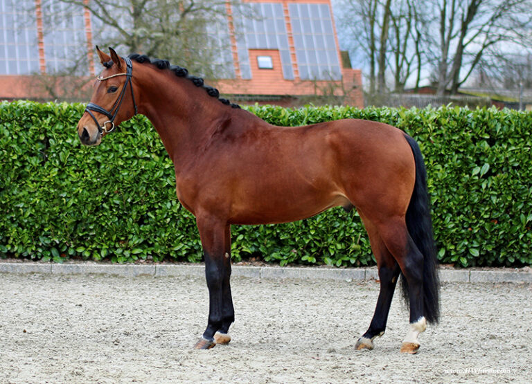 Vitano HW Conformation HM22 May 2 768x555