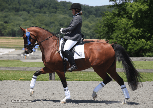 Cover - Markel/USEF Young Horse Dressage Selection Trial Six-year-old winner Biscaya by Johnson-SPS Hauptstutbuch Audrey by Argentinus (Photo: Mary Phelps - phelpsphotos.com)