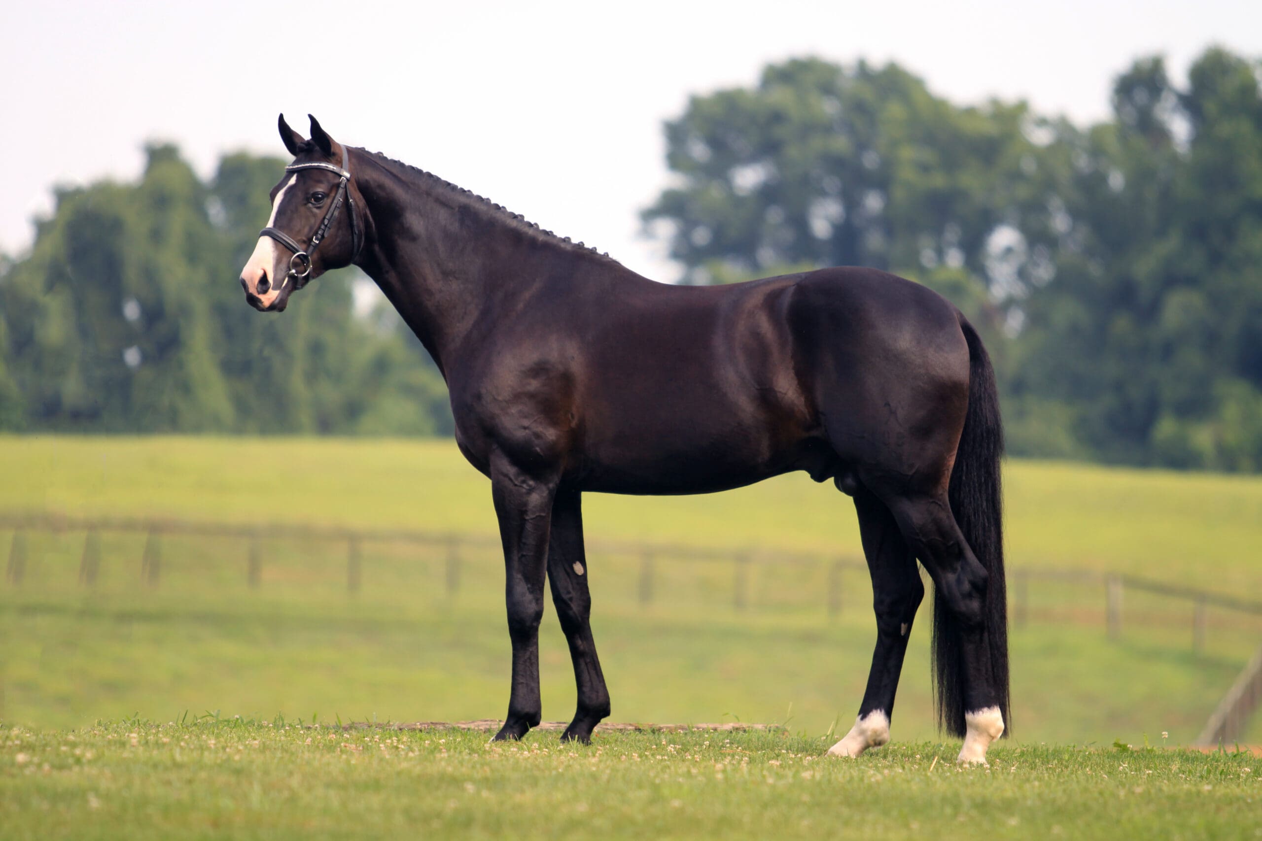 Cover - Marydell Farm’s Doctor Wendell MF (Don Principe) - Champion stallion with an overall score of 223 points, 2013.