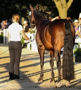 Cover - Mckenzie Milburn and Darius. The two will be competeing in the USEF Pony Rider Dressage National Championships, 2015. (Photo: Annan Hepner)