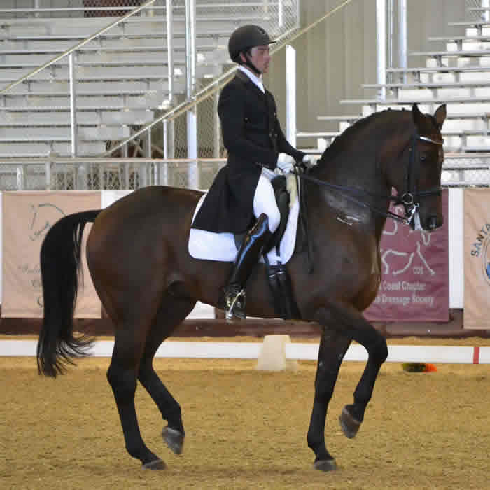 Cover - Fresh off a European tour, David Blake & "Ikaros" returned home to California to win the CDS Grand Prix Horse of the Year title, 2013 (Photo: Jennifer M. Keeler)