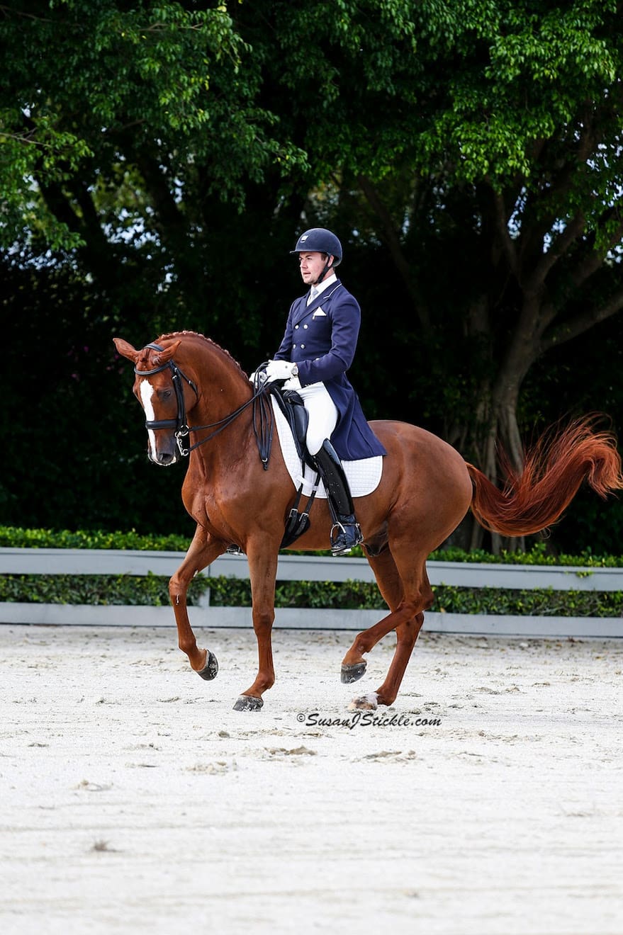 Cover - Everglades Dressage’s Donatus ready to rock the Markel/USEF Developing Horse Championship. (Photo: Susan J Stickle)