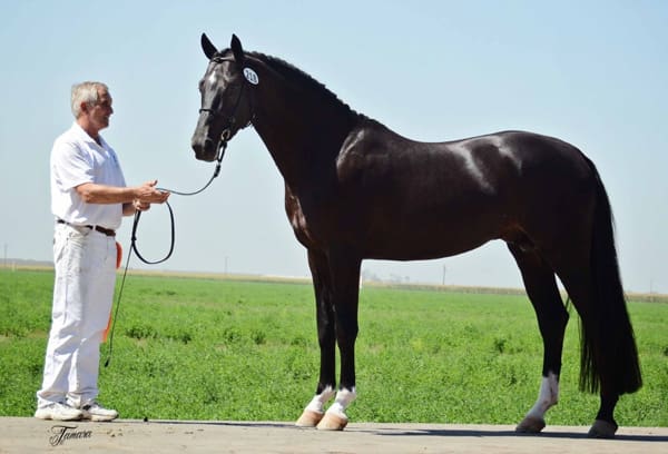 Cover - Newly-licensed KWPN stallion Gaspard de la Nuit DG (Ravel x Sir Donnerhall) owned and bred by DG Bar Ranch Breeders, Inc. and Akiko Yamazaki, 2015.