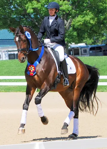 Cover - Hemmingway the Oldenburg stallion by Hofrat/Gribaldi x SPS Alsonara/Archipel high point CDI Young Horse at the KDA Spring Show 2014 (Photo:Theresa Schnell)