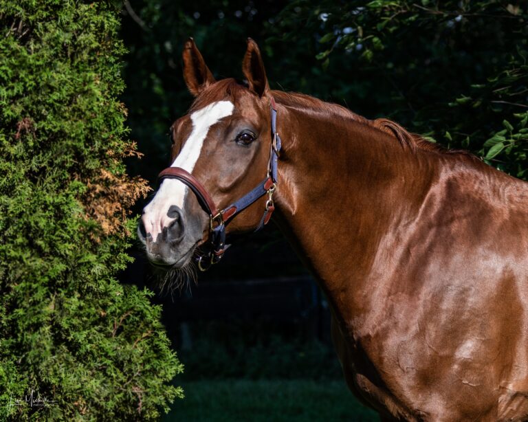 princeton 105 768x614