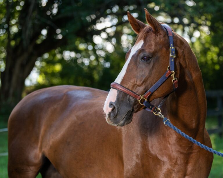 princeton 106 768x614