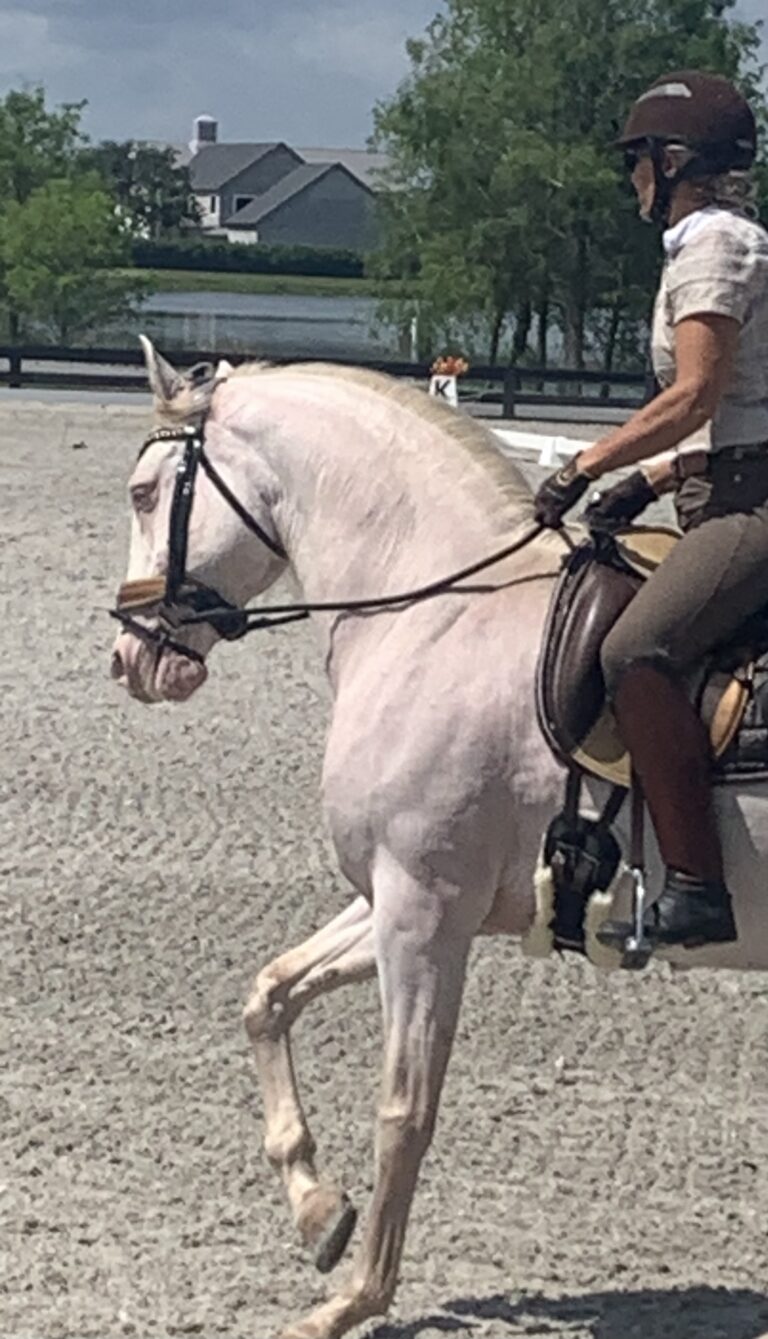 show canter copy 768x1339