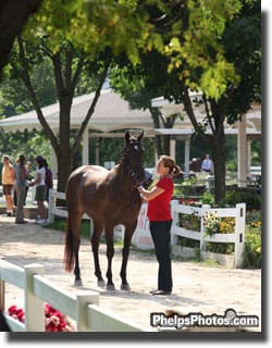Photo:  Eliza Sydnor and Favulous (Han by Fabuleux) owned by Ellen Peebles in the idyllic setting of the Lamplight Equestrian center, the home of the Markel/USEF National Young Horse Dressage Championships
