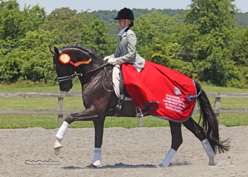 Cover - Alice Tarjan's Hanoverian stallion Somer Hit, 2013. (Photo: Phelpsphotos.com)
