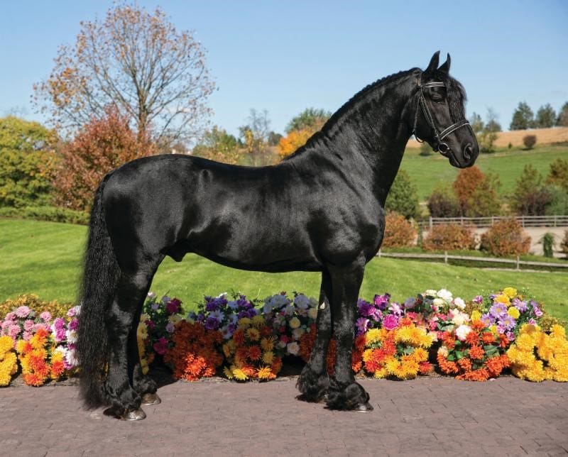 Iron Spring Farm's Tjalbert Approved on Offspring - HorsesDaily