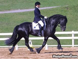 The Iron Spring Farm Friesians - HorsesDaily
