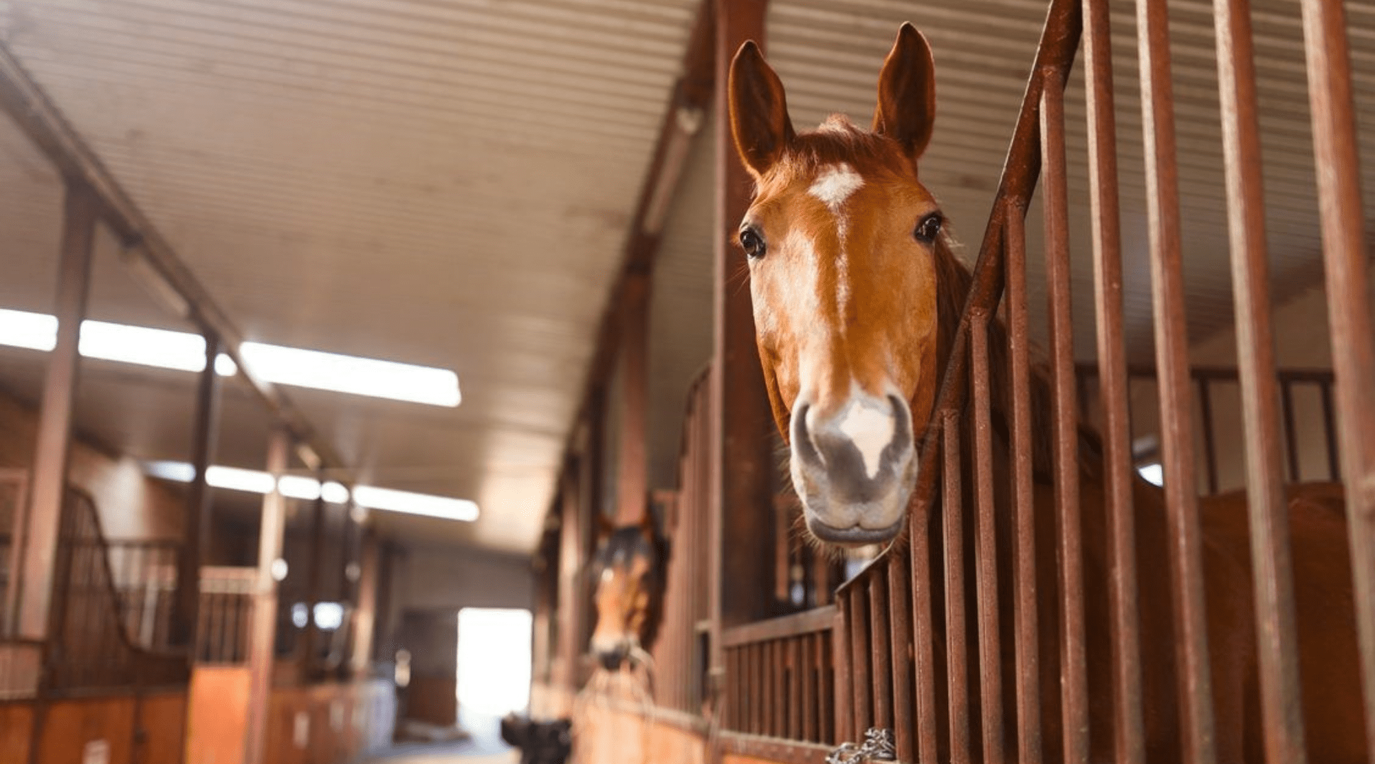 Equine Legal Solutions