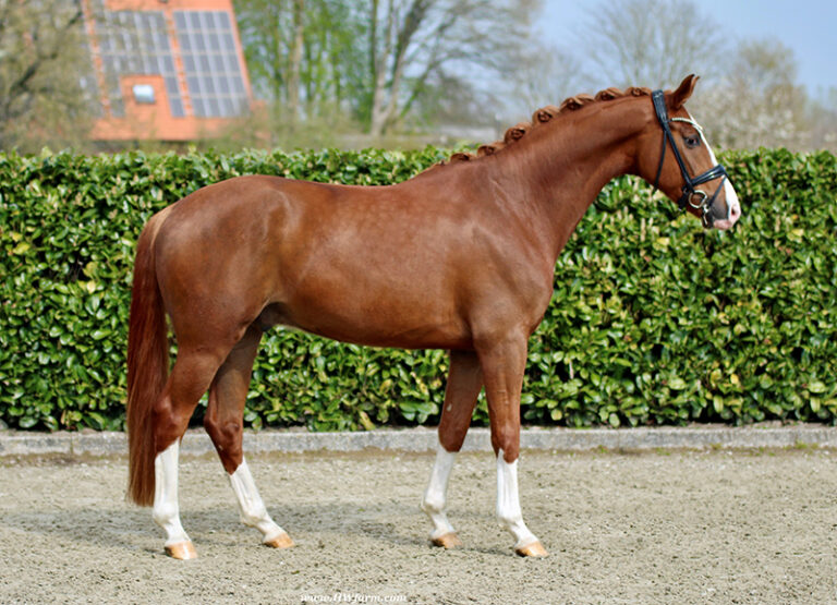 Furst Quotenkonig HW Conformation HM23 July 2 1 768x555