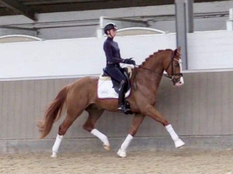 Furst Quotenkonig HW Trot HM23 July 2 1 768x576