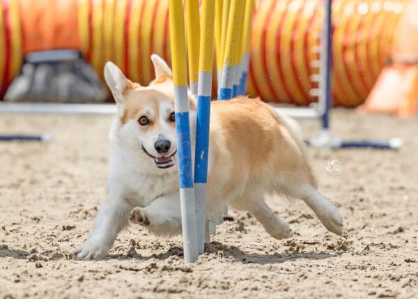 The fun Canine Equine Challenge took place Sunday before the Grand Prix, and will again on August 6 at approximately noon (subject to change.) © Tom von Kapherr Photography / Kathy Laverdure