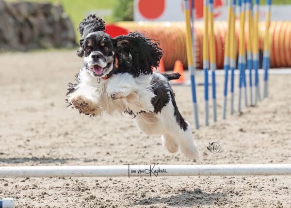 The fun Canine Equine Challenge took place Sunday before the Grand Prix, and will again on August 6 at approximately noon (subject to change.) © Tom von Kapherr Photography / Kathy Laverdure