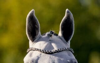 FEI Para Dressage European Championship 2023